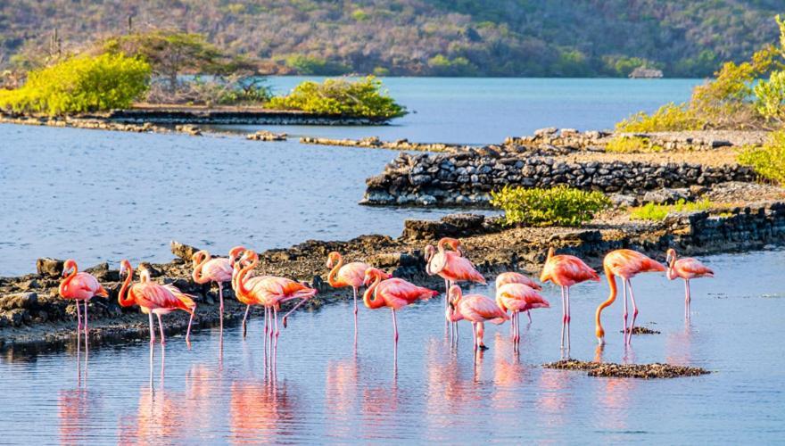 Caribbean Beach Resort Blenchi Curacao Виллемстад Номер фото